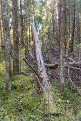 Fallen tree trunk covered with moss in dense forest surrounded by tall conifer trees and natural woodland vegetation