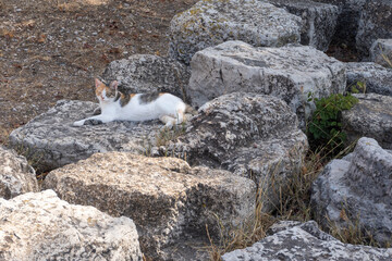 Calico Cat Resting on Ancient Stone Ruins Outdoors