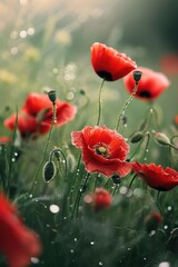 Fototapeta premium Vibrant red poppies adorned with dewdrops.