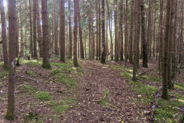 Obraz premium Forest trail covered with autumn leaves among tall pine and birch trees in peaceful woodland nature scenery