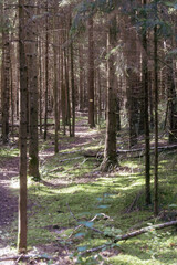 Forest trail leading through dense woodland with moss covered ground and sunlight filtering through trees