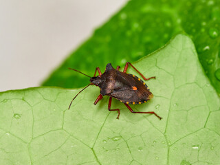 Pentatoma rufipes or the Forest Bug