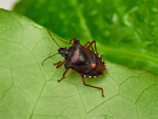Pentatoma rufipes or the Forest Bug
