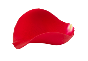 A vibrant red rose petal, elegantly curved and detailed, is set against a stark black background.