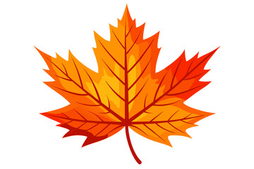 Fototapeta premium maple leaf isolated on white