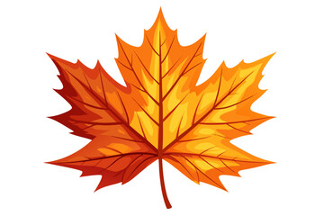 Fototapeta premium autumn maple leaf