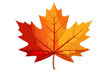 maple leaves isolated on white