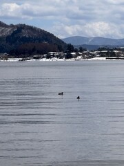 Ducks on Kawaguchiko