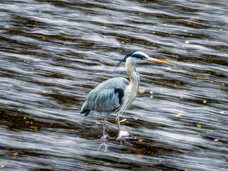 great blue heron