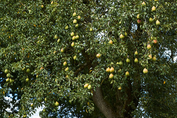 груша на дереве 