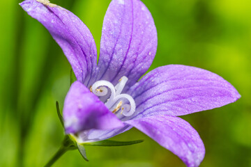 Glockenblume mit weißem Anker