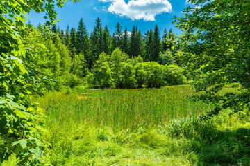 Stark verlandeter Jungfernteich mit Schilf