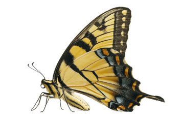 Eastern tiger swallowtail butterfly isolated on transparent background