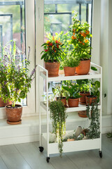 Homegrown of cherry yellow tomato, red hot pepper chili, thyme in clay pot growing at home. Thai basil plant on windowsill. Urban farming. Dwarf potted tomatoes, houseplants on cart in house. 