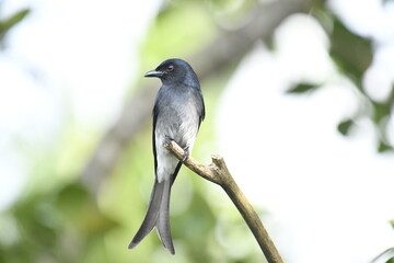 This image captures a striking White-bellied Drongo, a glossy black bird with a distinctive forked...