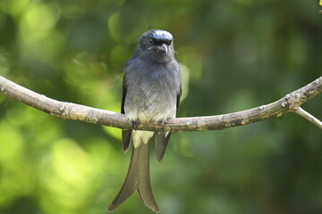 This image captures a striking White-bellied Drongo, a glossy black bird with a distinctive forked tail and white belly. It's prominently perched on a branch,