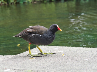 Fototapeta premium Gallinula chloropus in a public park. It is known in the UK as the Common Moorhen