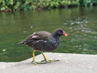 Gallinula chloropus in a public park. It is known in the UK as the Common Moorhen