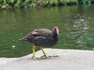 Gallinula chloropus in a public park. It is known in the UK as the Common Moorhen