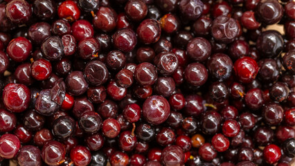 Fresh wild gooseberry berries close-up, top view