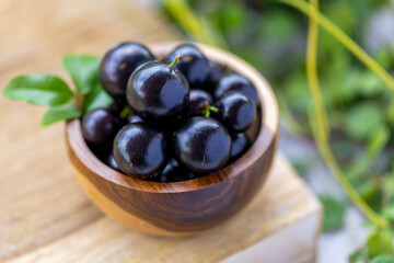 Exotic and delicious fresh Jaboticaba fruits, a fruit of Amazonian origin