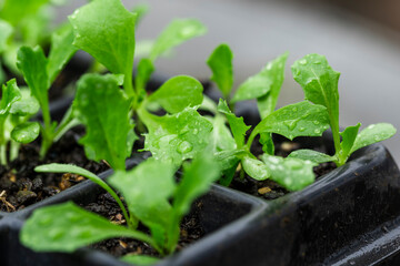 Young seedlings growing in a nursery tray in soft natural light