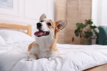 Pet friendly hotel. Cute dog on bed indoors