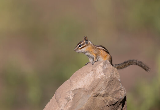 Least chipmunk on rock in Alberta, Canada