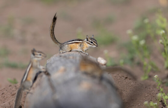 Least chipmunks on rock