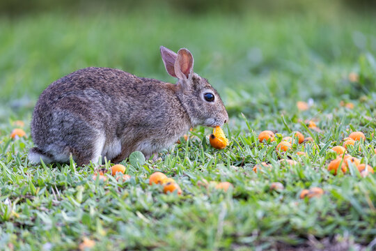 Eastern cottontail rabbit eating palm nut