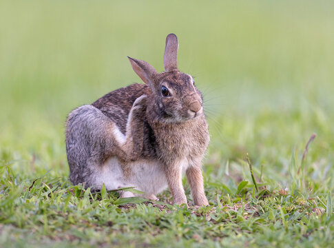 Eastern cottontail scratching face