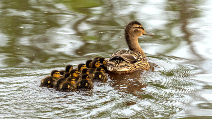 mother duck and ducklings swimming on a lake