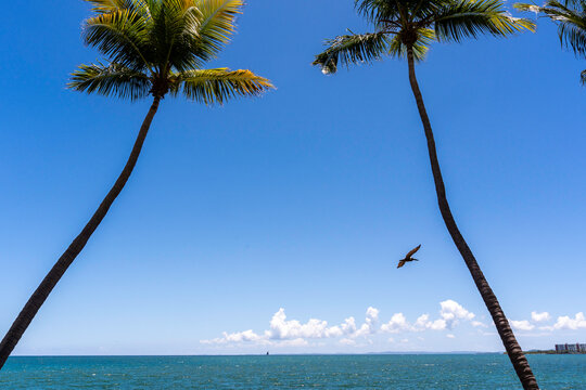 palm tree on the beach