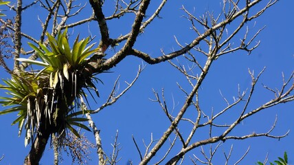 
Bromeliads on dry branches of a Guapuruvu, Brazilian Atlantic Forest, blue sky background