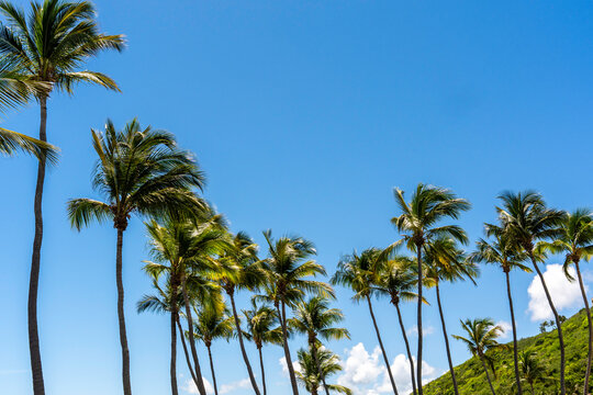 palm trees against blue sky