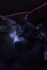 Gato pequeño blanco y negro