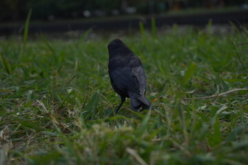 Pájaro tordo negro en el pasto, visto desde atras