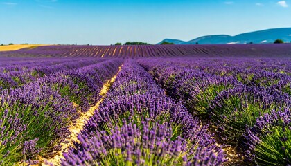 Naklejka premium Lush lavender field under a vibrant blue sky