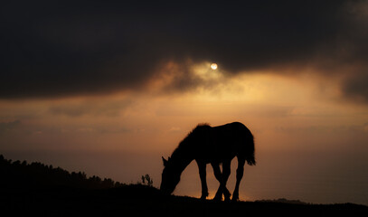 Pottoka horse at sunset on Mount Jaizkibel, Euskadi