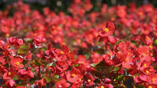 Beautiful wax begonia (begonia semperflorens) flowers.
