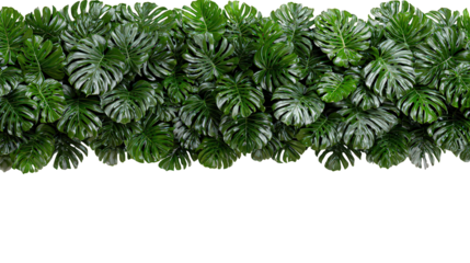 Lush Green Tropical Leaves Border on Black Background