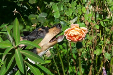 Ein kleiner spanischer Ratonero richt an einer Rose
