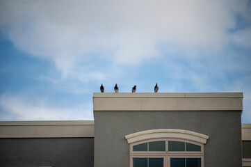four pigeons sitting on top of a building