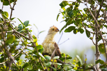 Guira cuckoo bird perched in tree branches