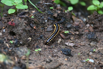 Harpaphe haydeniana millipede. Its common names  yellow spotted millipede, almond scented millipede and  cyanide millipede. This is a species of polydesmidan or flat-backed millipede.