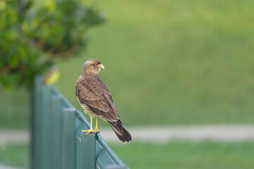 Roadside hawk in natural environment, Rupornis magnirostris