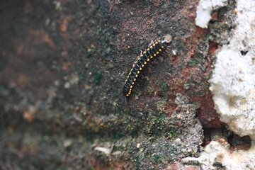 Harpaphe haydeniana millipede. Its common names  yellow spotted millipede, almond scented millipede and  cyanide millipede. This is a species of polydesmidan or flat-backed millipede.