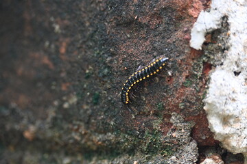Harpaphe haydeniana millipede. Its common names  yellow spotted millipede, almond scented millipede and  cyanide millipede. This is a species of polydesmidan or flat-backed millipede.