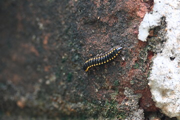 Harpaphe haydeniana millipede. Its common names  yellow spotted millipede, almond scented millipede and  cyanide millipede. This is a species of polydesmidan or flat-backed millipede.