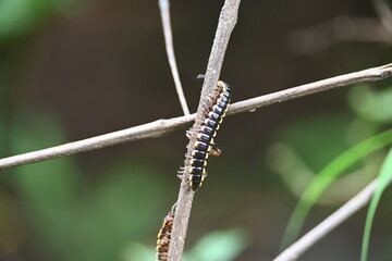 Harpaphe haydeniana millipede. Its common names  yellow spotted millipede, almond scented millipede and  cyanide millipede. This is a species of polydesmidan or flat-backed millipede.